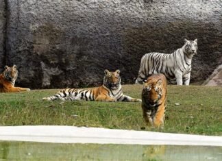 рд▓реЛрдЧреЛрдВ рдХреЗ рд▓рд┐рдП рдордВрдЧрд▓рд╡рд╛рд░ рд╕реЗ рд╕реАрдорд┐рдд рд╕рдВрдЦреНрдпрд╛ рдХреЗ рд╕рд╛рде рдЦреЛрд▓рд╛ рдЬрд╛рдпреЗрдЧрд╛ рдЫрддреНрддрдмреАреЬ рдЪрд┐реЬрд┐рдпрд╛рдШрд░ рд╕реЩреНрддреА рдХреЗ рд╕рд╛рде рдХрд░рдиреА рд╣реЛрдЧреА рдХреЛрд╡рд┐рдб рд╕рдореНрдмрдиреНрдзреА рдЙрдЪрд┐рдд рд╕рд╛рд╡рдзрд╛рдирд┐рдпреЛрдВ рдХреА рдкрд╛рд▓рдирд╛