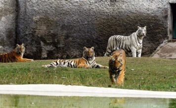 लोगों के लिए मंगलवार से सीमित संख्या के साथ खोला जायेगा छत्तबीड़ चिड़ियाघर सख़्ती के साथ करनी होगी कोविड सम्बन्धी उचित सावधानियों की पालना