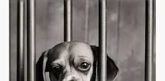 Stray Dogs New Law: यूपी में काटने वाले कुत्तों को होगी उम्रकैद की सजा, जानें किन देशों में पहले से लागू है यह कानून?